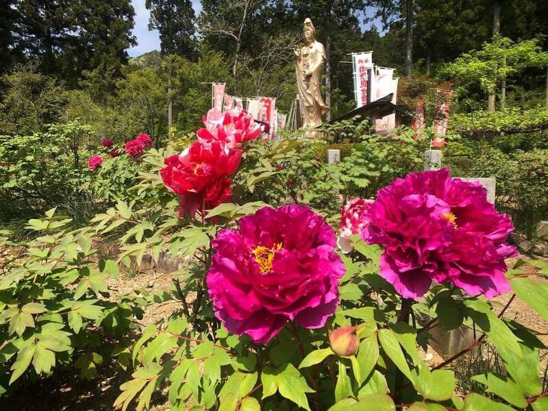 【福井県内発】 荘川桜と桂昌寺ぼたんまつりと郡上八幡散策1