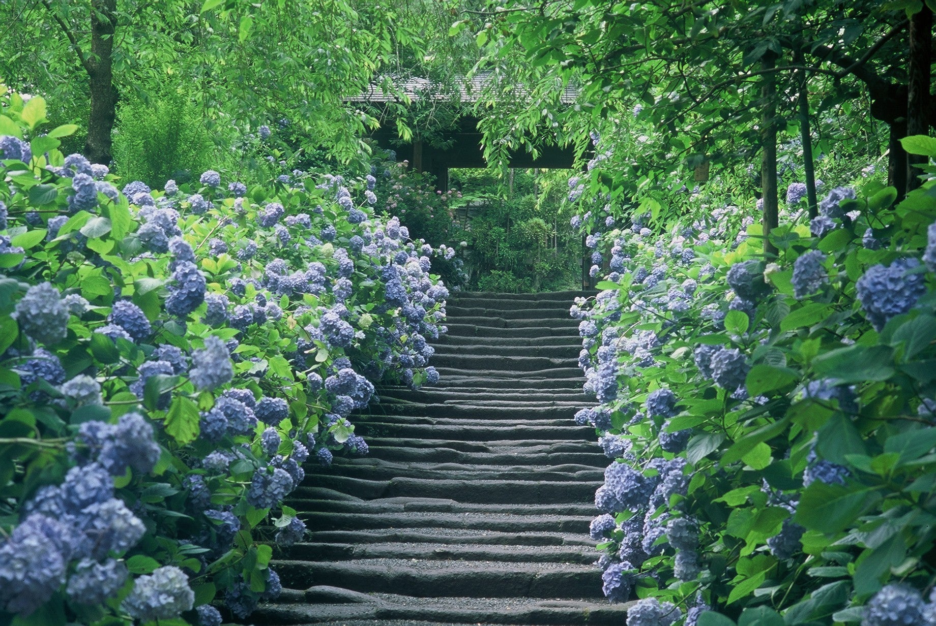 【石岡駅・土浦駅・龍ヶ崎市駅・柏駅発】臨時特急列車「常磐鎌倉号」で行く！初夏の鎌倉ぶらり旅3