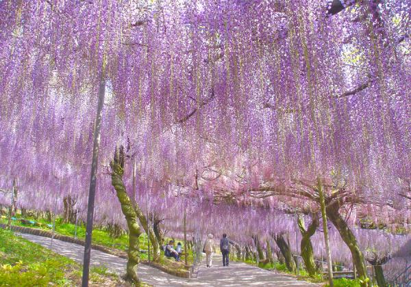 【北九州地区発着】ネモフィラと大藤棚 春のおおいた2色の花めぐりと別府おにやまホテル湯けむりランチバイキング2
