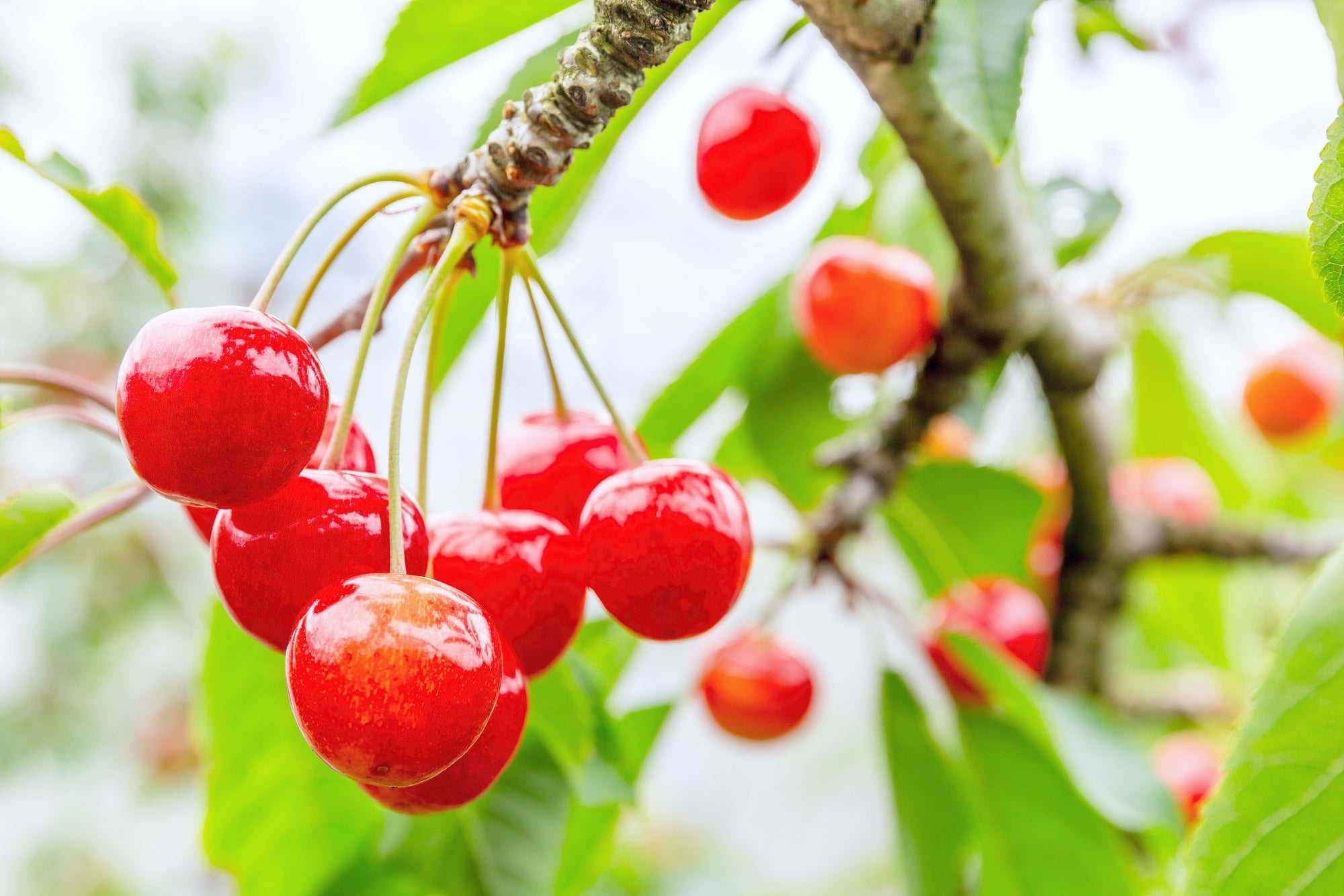 『富士桜ポークの冷しゃぶとサラダおざらの昼食　山梨で初夏の宝石・サクランボ狩り食べ放題』【溝の口　出発】1