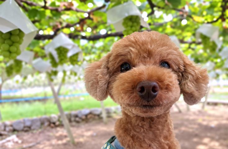 【愛犬同伴プラン】(10/22)ドカンと山梨静岡縦断の旅!!シャインマスカット狩り食べ放題＆『天然酵母石窯ピザやタルト』のランチや三島スカイウォーク等、日帰りvipわんツアー！(新品種サンシャインレッド200gお土産付き)1