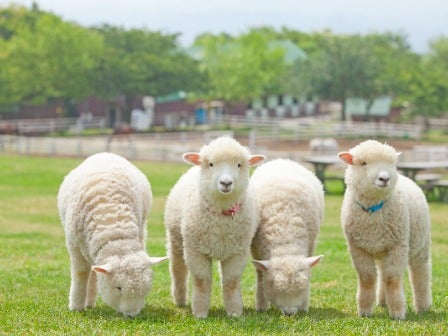 【東京・新宿発】春のマザー牧場＆潮干狩り体験いっぱいとれるかな？ファミリーやお友達みんなで楽しく潮干狩り体験！可愛い動物たちとの触れ合い体験やショーもお楽しみ！2