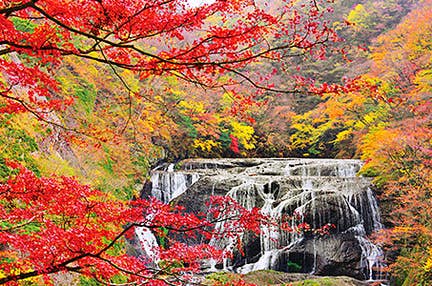 【静岡発着】1955 東京ベイ by 星野リゾートとスパリゾート・ハワイアンズに泊まる花の楽園 房総半島大周遊3日間 ~期間限定 春の花々が見頃を迎えるベストシーズンの房総半島へご案内!~