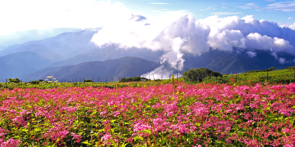 標高1,377m！高山植物の宝庫「伊吹山」お花畑ハイキング【河内磐船・枚方市・JR高槻発】1