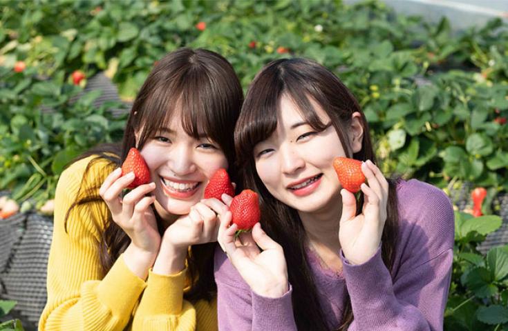 【新宿発】初物「いちご狩り」栃木ブランド品種が30分食べ放題！！光り輝く「あしかがフラワーパーク」イルミネーション＆おかしパークで「みかもの月」詰め放題も満喫★　日帰りバスツアー2