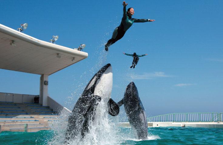 ★3/25催行決定!★ [新宿発]絶品海鮮浜焼き食べ放題と鴨川シーワールドでたっぷり2時間滞在！＜海の王者シャチ・イルカ・アシカによる大迫力のパフォーマンスショーを間近で鑑賞♪＞3