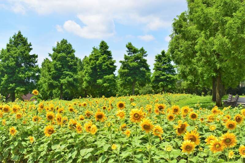 【京滋エリア発】 花火観賞船・琵琶湖汽船ミシガンから観る！「第40回記念大会　びわ湖大花火大会2026」　日帰り3