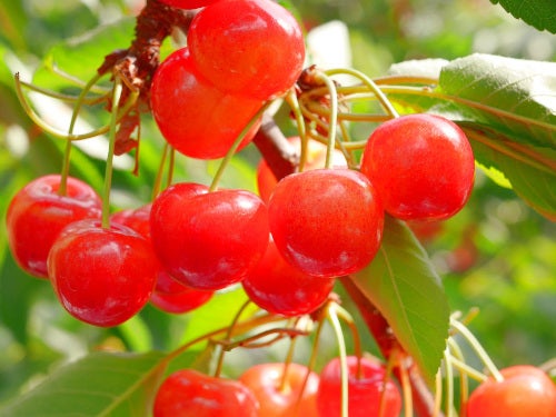 【名古屋発】山梨で大玉さくらんぼ狩り食べ放題と清里「萌木の村」＆清泉寮1