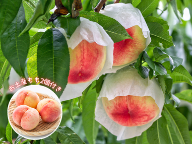 🔥8/17催行決定🔥【新宿発】7,000円台～ぶっとび格安✨「もも狩り食べ放題🍑お土産もも2個付き！」×「伊香保温泉♨」散策×東洋のナイアガラ「吹割の滝」×大人気道の駅×昼食「特選牛すき焼き」 群馬グルメ日帰りバスツアー