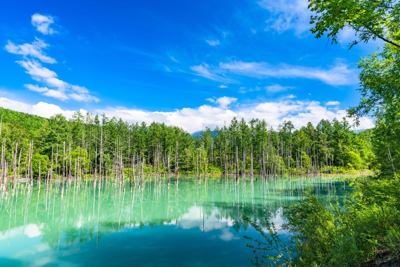 【福島空港発】 2つの名湯～定山渓＆登別へご宿泊！ 花のシーズン最盛の富良野・美瑛と神秘の青い池（3日間）3