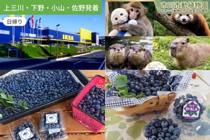【上三川・下野・小山・佐野発着】SNSで話題のニホンザルに会える市川動物園と旬のブルーベリー狩り&お土産付きの嬉しい体験!さらに巨大IKEAまで楽しめるよくばり満喫ツアー!