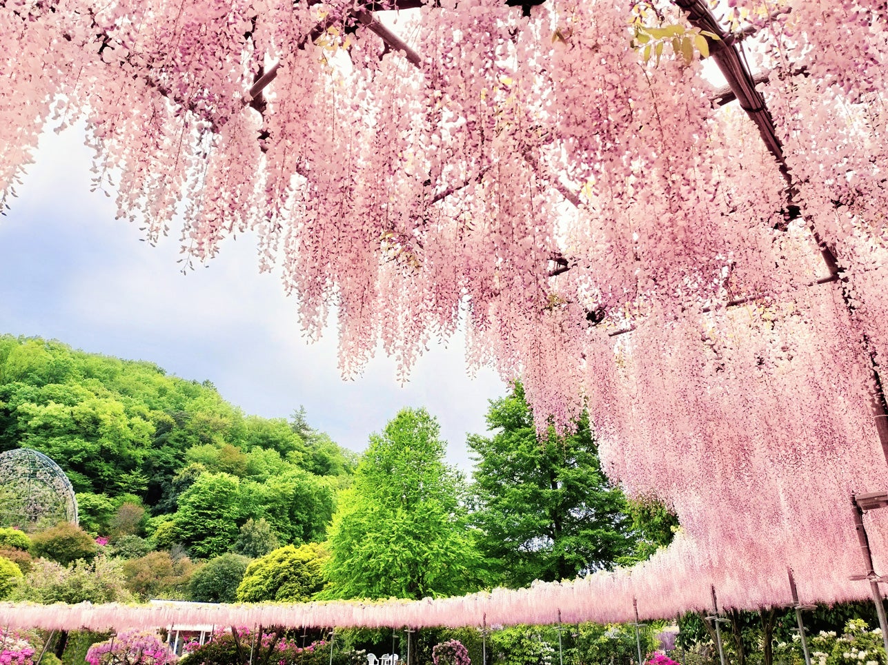 【東京発】国営ひたち海浜公園のネモフィラとあしかがフラワーパークの大藤・初夏の二大絶景を巡る日帰りバスツアー♪お昼は那珂湊名物のお弁当「三浜たこめし」付き！※全日程催行確定！！2