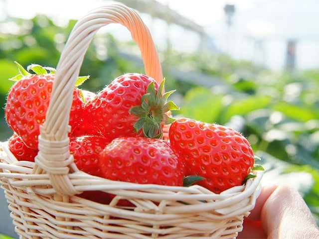 ■《日本テレビ　ヒルナンデス！にて紹介コース》【千葉】がっちり房総<第一弾>！！Ｗ食べ放題♪海鮮浜焼き食べ放題といちご狩り！花咲く動物の楽園【マザー牧場】＆はちみつの専門店はちみつ工房にお立ち寄り♪3