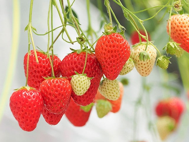 ■【茨城】梅の香りに誘われて♪日本三名園偕楽園「水戸の梅まつり」へ！いちご狩り食べ放題＆新登場！森の中迎賓館「水戸プラザホテル」和食ランチ×梅酒と酒の資料館「別春館」★3