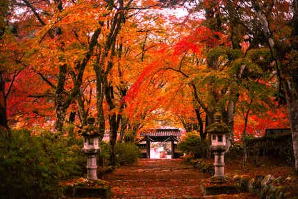 【京滋エリア発】 晩秋の丹波紅葉めぐり　日帰り