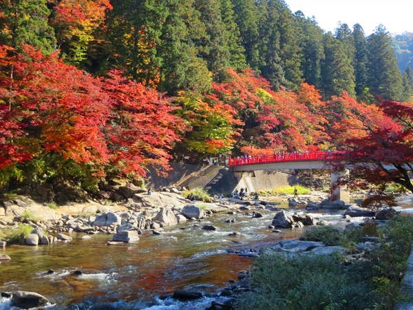 『特急あずさ号利用！飛騨牛など３食付き　香嵐渓と白川郷・飛騨高山 下呂温泉　２日間＜夕食バイキングプラン＞』【千葉駅出発/船橋駅・錦糸町駅途中乗車可能】1
