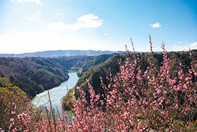 龍野　姫路発
月ヶ瀬梅林1