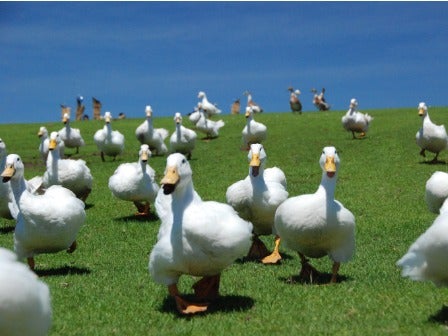 【横浜発】鴨川シーワールド＆マザー牧場2