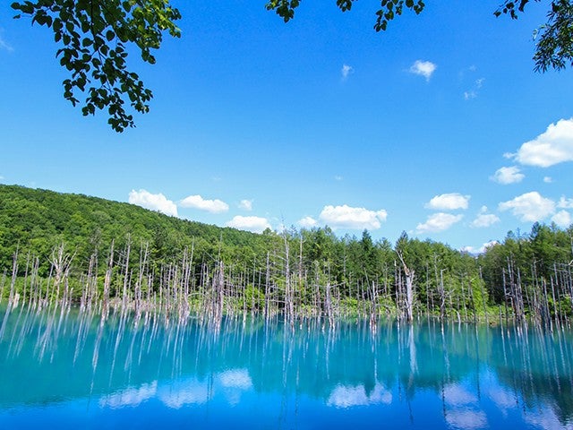 ■【旭川空港利用】旅程2日目：観光周遊バス「びえい号 パノラマコース」付！富良野エリアホテルチョイス2泊3日3