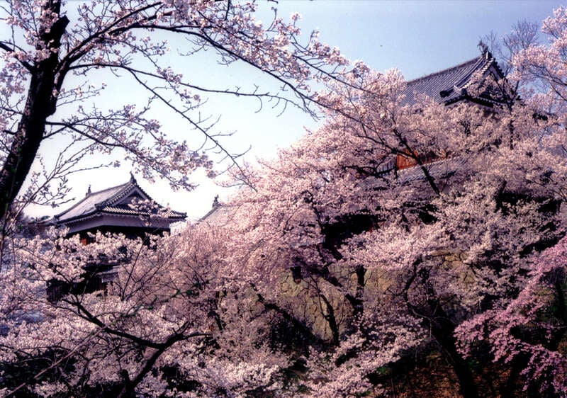 【米子空港発】 春の信州・上越６つの桜の競演３日間3