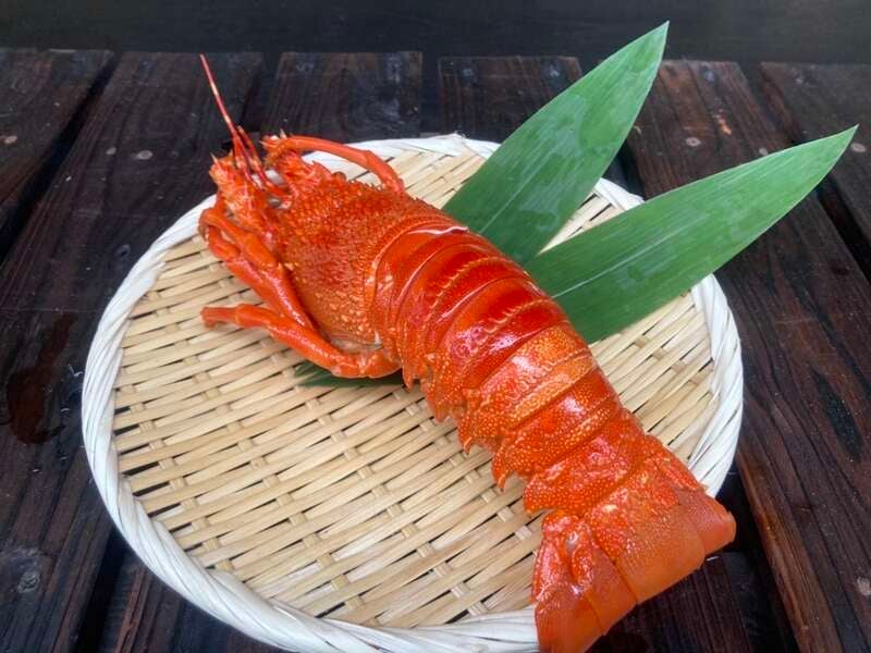 【柳川・みやま・羽犬塚・西鉄久留米発】 イセエビ１尾＆本ズワイガニ１杯をまるごと食す！炭火焼きランチと花農丘春バラ＆豊津花しょうぶ 日帰り　2