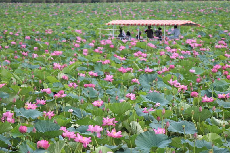 【宮城県内発】 伊豆沼に咲く蓮の花“極楽浄土の風景”遊覧クルーズと鮮やかなアンブレラスカイ＆地ビールランチ（日帰り）1