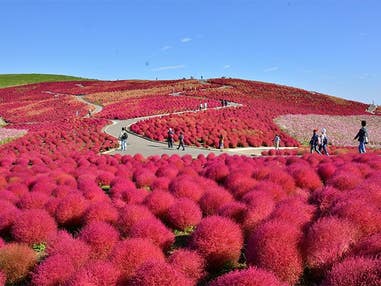 ■<コキアの紅葉見頃発表!>【茨城・千葉】オータムベストフルコース★「インターナショナルガーデンホテル成田」ランチビュッフェ&秋色に染まる約4万本の「コキア」国営ひたち海浜公園&成田山新勝寺周辺散策