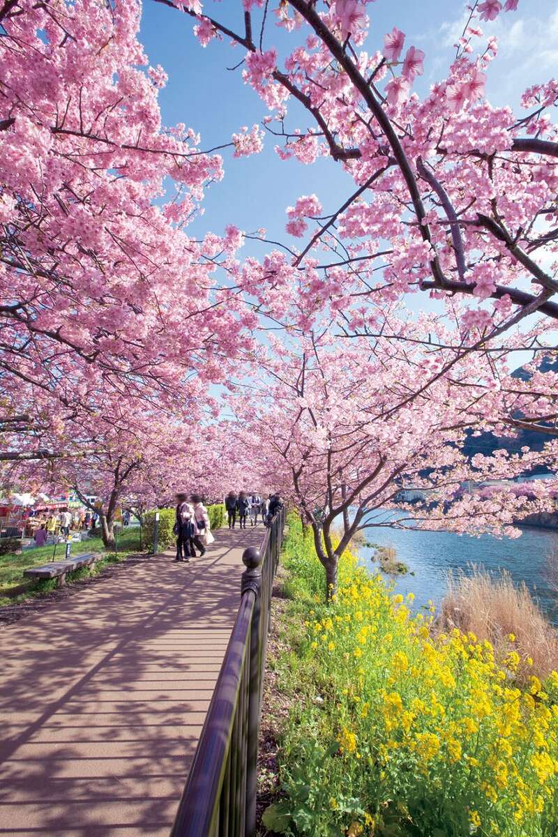 【東京駅・品川駅・川崎駅・横浜駅・大船駅発】 踊り子号で行く！ 「南伊豆・下田散策」or「河津桜見学」＆伊豆ちょっぴり観光1