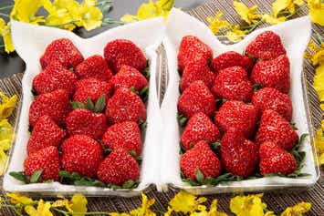 【神奈川県内・町田発】 いちご１箱付きミステリーツアー