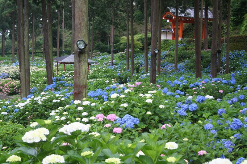 【和歌山県内発】 京都で過ごす紫光の休日！ 世界遺産「平等院」＆約2万株のアジサイ寺「三室戸寺」　日帰り1