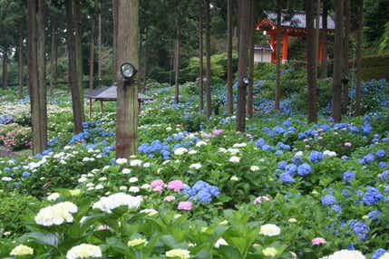 【和歌山県内発】 京都で過ごす紫光の休日！ 世界遺産「平等院」＆約2万株のアジサイ寺「三室戸寺」　日帰り