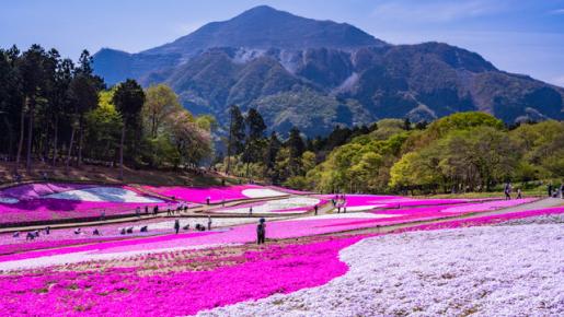 ＜Web割対象商品＞【キングツアーバス旅】ピンクの絨毯 羊山公園芝桜の丘　長瀞ライン下り＆いちご狩り食べ放題♪〔調布・府中発〕1