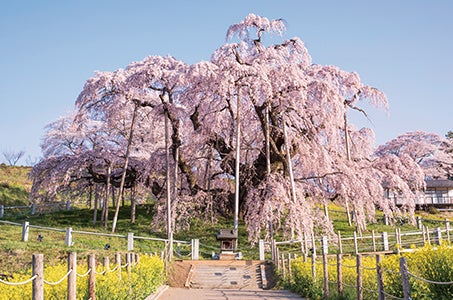 【松山発】Crystal～春彩みちのく桜の競演 3泊とも5つ星の宿の名旅館で過ごす 4日間3