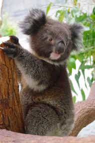 【和歌山市内ルート発】 読売旅行夜間貸切！大塚国際美術館ナイトミュージアムとオリーブアイランド小豆島  2日間