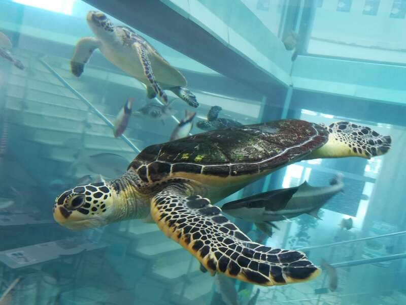 【庄内エリア発】 人気インフルエンサー｢bon pon｣さんと行く！FDAチャーター便「仙台⇔奄美」利用　桜咲く！大自然の楽園！奄美１１風景 ３日間3