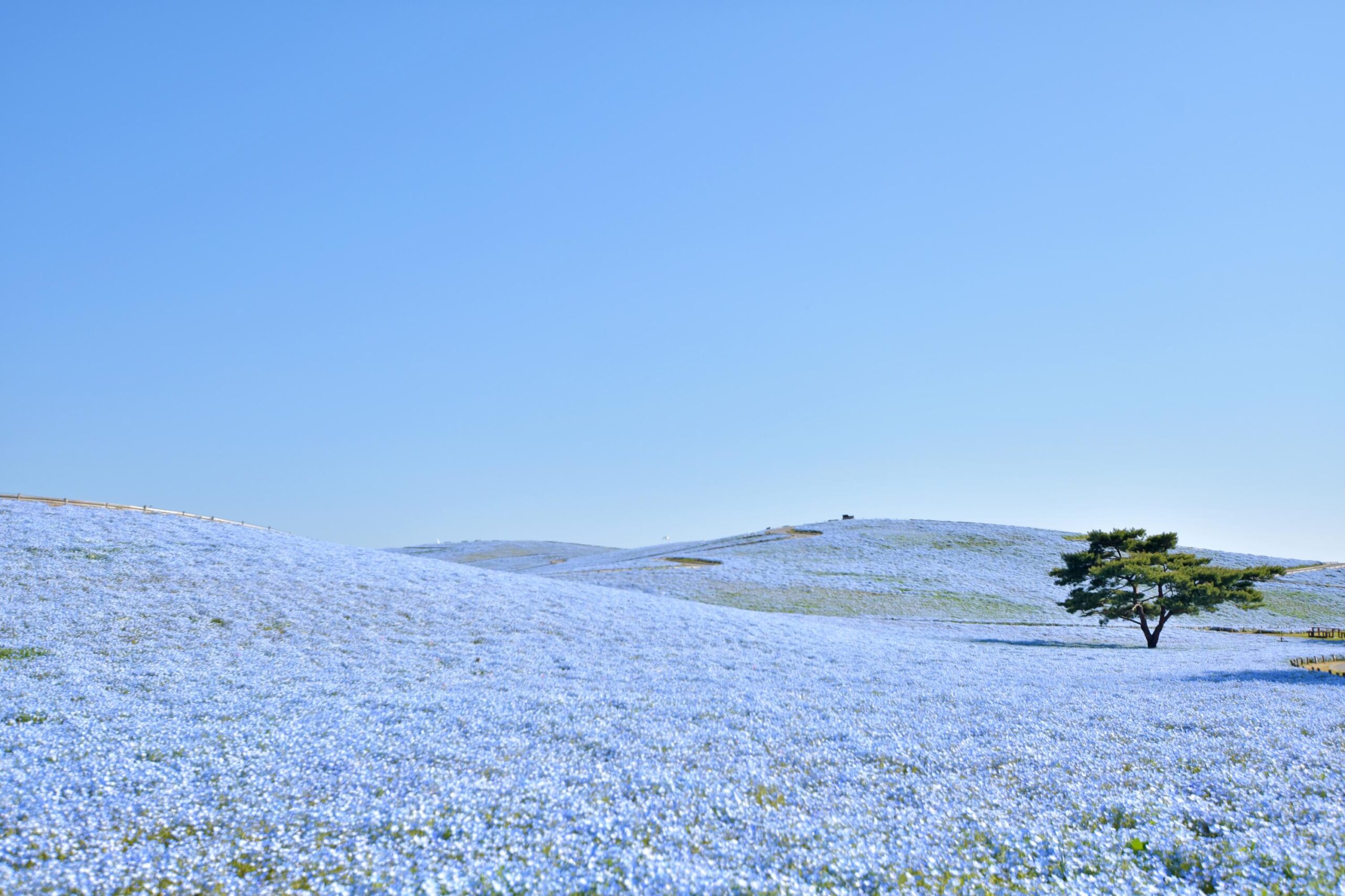 【松戸・青戸発】栃木・茨城 春爛漫♪あしかがフラワーパーク《藤》＆国営ひたち海浜公園《ネモフィラ》W観賞！＜コースNo.26-1008-E＞（京成トラベル）2