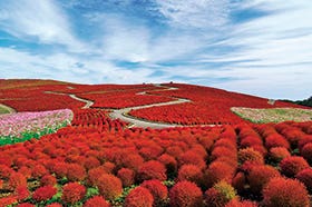 成田山新勝寺と国営ひたち海浜公園深紅のもこもこコキア