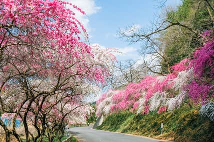 【京成船橋発】群馬 赤城南面千本桜と小夜戸・大畑花桃街道＜コースNo.25-1154-A＞（京成トラベル）