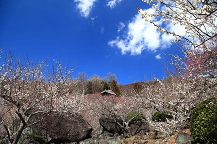 【青戸・松戸発】梅咲く筑波山と空中散歩！＆旬のいちご狩り〈いばらキッス〉＜コースNo.25-1125-D＞（京成トラベル）