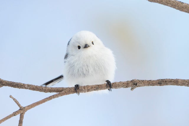 【秋田空港発】 《野鳥観察》白銀の北海道「雪の妖精」シマエナガを捜せ！ （３日間）1