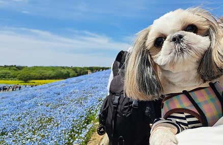 【愛犬同伴プラン】(4/18、19)絶景！ひたち海浜公園で空へと続く一面ブルーのネモフィラ鑑賞＆ミニドッグラン付きカフェでバーガーランチ♪春の行楽日帰りvipわんツアー！