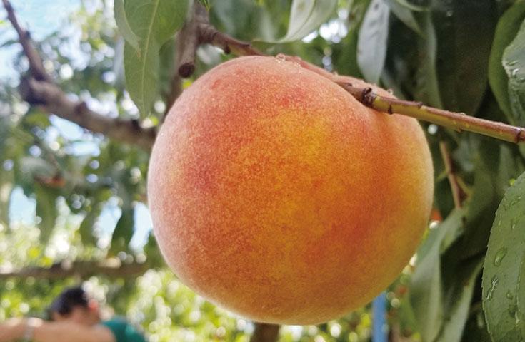 【早割30】[横浜発]希少な黄金桃狩り＆白桃の食べ比べ食べ放題♪『桔梗信玄餅詰め放題』とチーズフォンデュなどランチバイキング、富士山世界遺産センターや本格ワインセラーで試飲体験等日帰りバスツアー！2