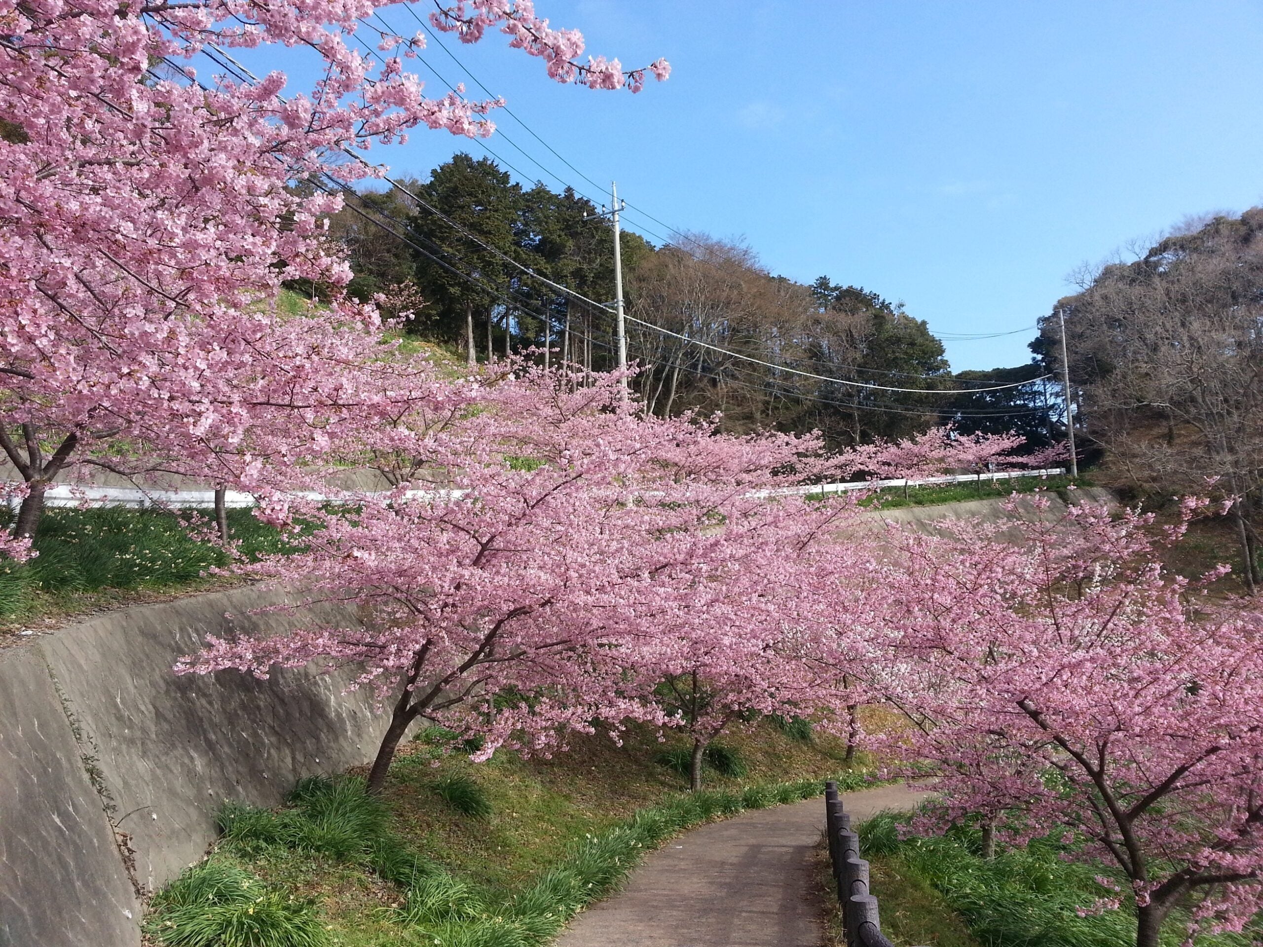 鳳凰の旅【西船橋・船橋競馬場駅発】佐久間ダム湖「頼朝桜」と波奈総本店「すしにぎわい御膳」＜コースNo.25-1135＞（京成トラベル）3