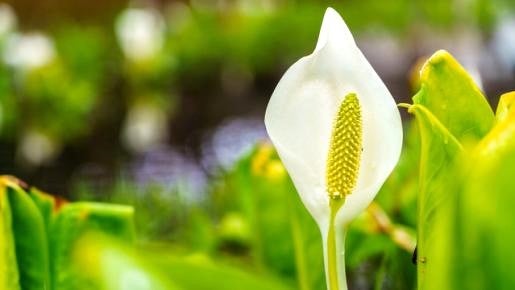 ＜Web割対象商品＞【キングツアーバス旅】春めく箱根の花めぐり！日本さくら名所100選の小田原城址公園の桜と純白の水芭蕉　飲み放題付きホテルランチビュッフェ〔立川・京王八王子発〕2