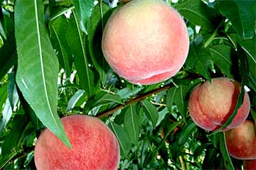 【高級フルーツ国産網目メロン２玉🍈のお土産も！/横浜・たまプラ発】高級フルーツ甲州桃狩り🍑１玉お土産＆たっぷり６０分食べ放題スペシャル！1