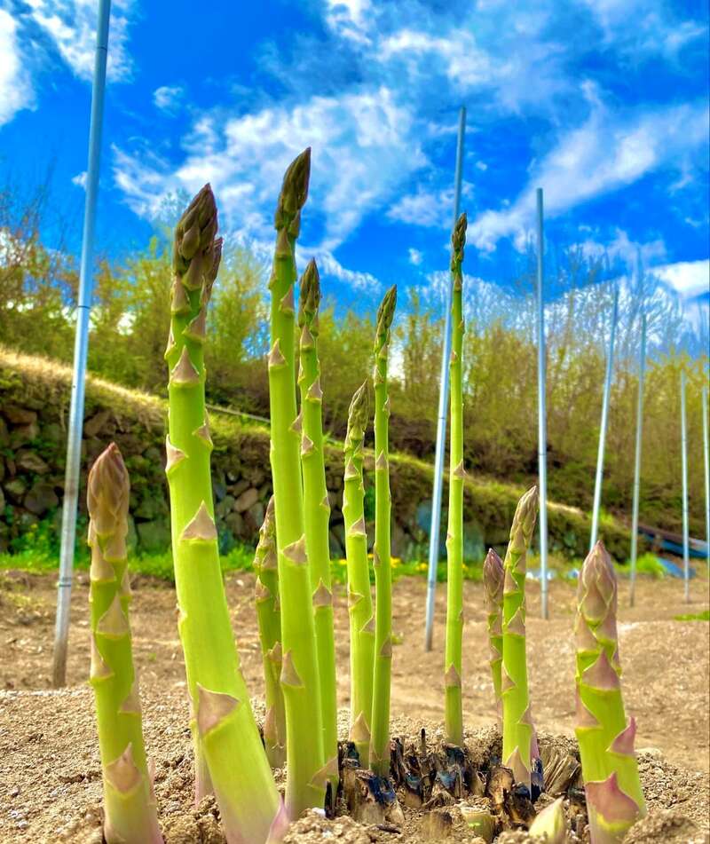 【中部・西部エリア発】 藤田いちご園完熟いちご狩り食べ放題IN山梨　朝採れ新鮮アスパラガスの創作コースランチ　日帰り3