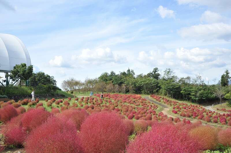 【愛媛県内発】 真紅のコキア・可憐なコスモス咲くまんのう公園と中津万象園「百本鳥居」・津嶋神社　日帰り1