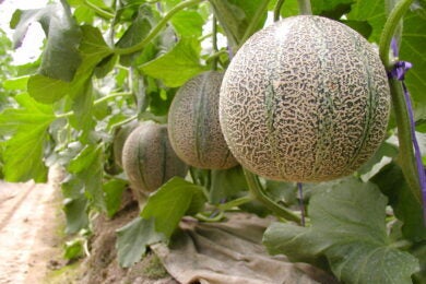 【広島駅新幹線口・アストラムライン古市駅発着／日帰り】益田名産アムスメロン収穫体験と フレンチランチ ～アムスメロン１個お土産付～1