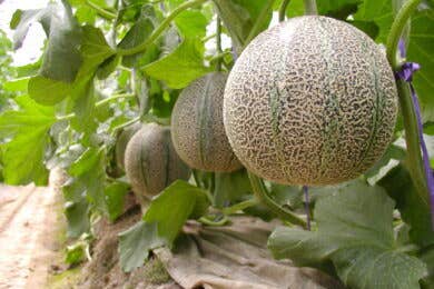 【広島駅新幹線口・アストラムライン古市駅発着/日帰り】益田名産アムスメロン収穫体験と フレンチランチ ~アムスメロン1個お土産付~