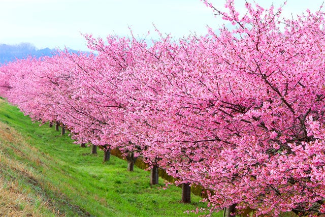 【新宿発】一足早く春体感！伊豆の隠れた桜の名所「かんなみの桜」＆カニ尽くしの昼食で満腹！さらに人気の野菜詰め放題、めんたいパーク伊豆の工場見学、熱海で食べ歩きも満喫♪ 日帰りバスツアー1